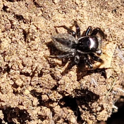 Jotus auripes (Jumping spider) at Gungaderra Grasslands - 13 Oct 2023 by trevorpreston