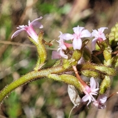 Stylidium graminifolium (Grass Triggerplant) at Crace, ACT - 13 Oct 2023 by trevorpreston