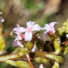 Stylidium graminifolium at Crace, ACT - 13 Oct 2023