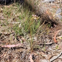 Stylidium graminifolium at Crace, ACT - 13 Oct 2023