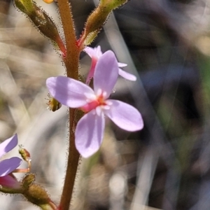 Stylidium graminifolium at Crace, ACT - 13 Oct 2023