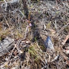 Stylidium graminifolium at Crace, ACT - 13 Oct 2023