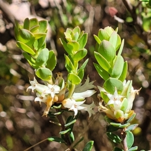 Brachyloma daphnoides at Gungahlin, ACT - 13 Oct 2023