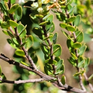 Brachyloma daphnoides at Gungahlin, ACT - 13 Oct 2023 11:39 AM