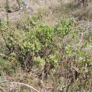 Brachyloma daphnoides at Gungahlin, ACT - 13 Oct 2023