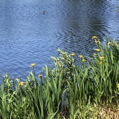 Tachybaptus novaehollandiae (Australasian Grebe) at Commonwealth & Kings Parks - 13 Oct 2023 by TilbaLakeHerbarium