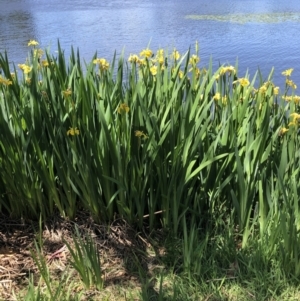 Iris pseudacorus at Parkes, ACT - 13 Oct 2023