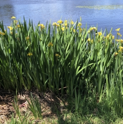 Iris pseudacorus (Yellow Flag) at Commonwealth & Kings Parks - 13 Oct 2023 by TilbaLakeHerbarium