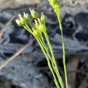 Linum marginale at Griffith, ACT - 13 Oct 2023