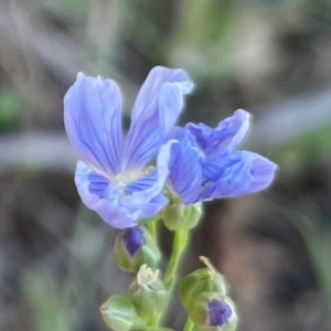 Linum marginale at Griffith, ACT - 13 Oct 2023 12:52 PM