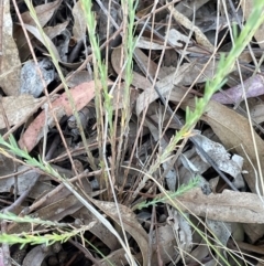 Linum marginale at Griffith, ACT - 13 Oct 2023 12:52 PM