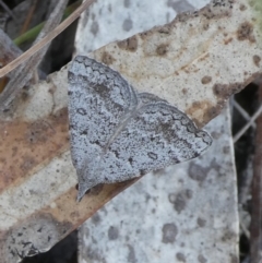 Dichromodes indicataria at Mongarlowe River - 12 Oct 2023 by arjay