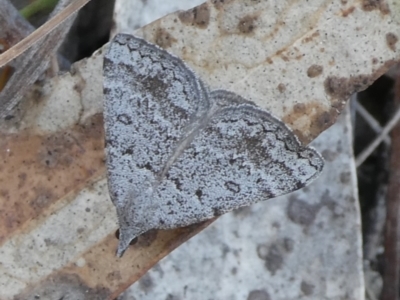 Dichromodes indicataria (Variable Heath Moth) at QPRC LGA - 12 Oct 2023 by arjay