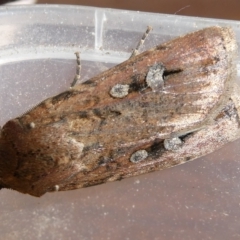 Agrotis infusa (Bogong Moth, Common Cutworm) at Charleys Forest, NSW - 13 Oct 2023 by arjay