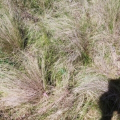 Nassella trichotoma (Serrated Tussock) at Mount Pleasant - 13 Oct 2023 by Steve818