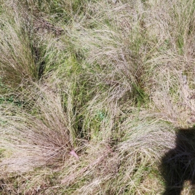 Nassella trichotoma (Serrated Tussock) at Mount Ainslie to Black Mountain - 13 Oct 2023 by Steve818