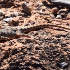 Ctenophorus nuchalis at Opalton, QLD - 2 Aug 2023 by LyndalT