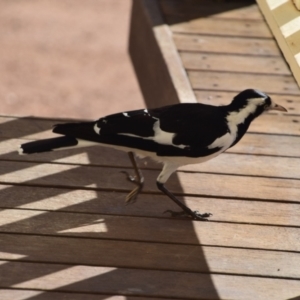 Grallina cyanoleuca at Longreach, QLD - 29 Jul 2023