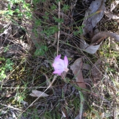Caladenia carnea (Pink Fingers) at Mount Majura - 1 Oct 2023 by petersan