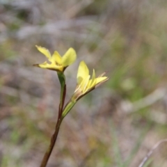 Diuris chryseopsis (Golden Moth) at Majura, ACT - 15 Sep 2023 by petersan