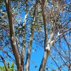 Eucalyptus gregsoniana at Weston, ACT - 13 Oct 2023
