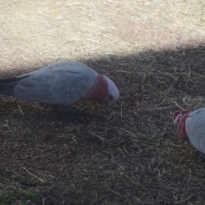 Eolophus roseicapilla at Longreach, QLD - 29 Jul 2023