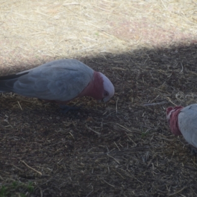 Eolophus roseicapilla (Galah) at Longreach, QLD - 29 Jul 2023 by LyndalT