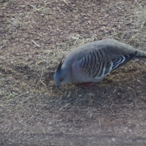 Ocyphaps lophotes at Longreach, QLD - 29 Jul 2023