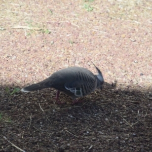 Ocyphaps lophotes at Longreach, QLD - 29 Jul 2023