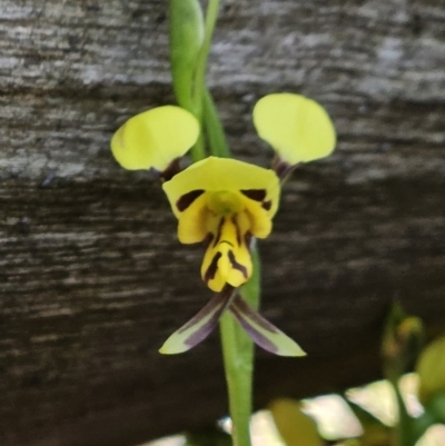 Diuris sulphurea (Tiger Orchid) at Belconnen, ACT - 12 Oct 2023 by sangio7