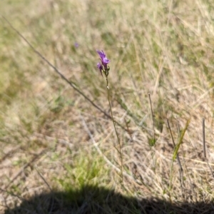 Linaria pelisseriana at Mulloon, NSW - 13 Oct 2023 12:58 PM