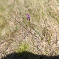 Linaria pelisseriana (Pelisser's Toadflax) at Mulloon, NSW - 13 Oct 2023 by rbannister