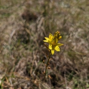 Bulbine bulbosa at Mulloon, NSW - 13 Oct 2023 12:54 PM