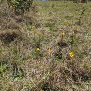 Bulbine bulbosa at Mulloon, NSW - 13 Oct 2023 12:54 PM