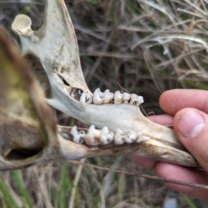 Macropus giganteus at Belconnen, ACT - 5 Oct 2023