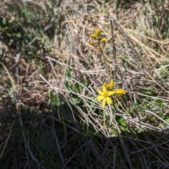 Bulbine bulbosa at Mulloon, NSW - 13 Oct 2023