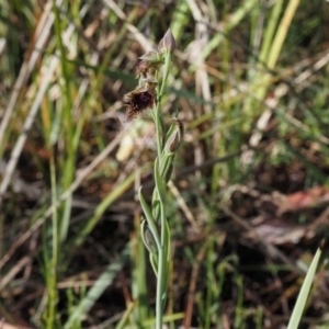 Calochilus platychilus at Canberra Central, ACT - 13 Oct 2023