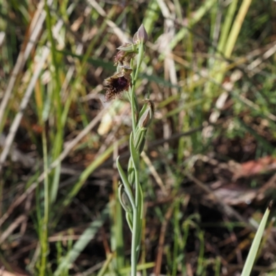 Calochilus platychilus (Purple Beard Orchid) at Black Mountain - 13 Oct 2023 by Rheardy