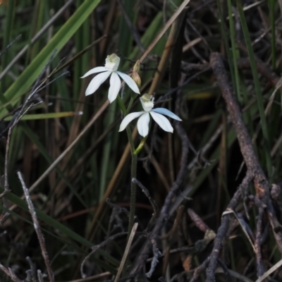 Caladenia moschata (Musky Caps) at Canberra Central, ACT - 13 Oct 2023 by Rheardy