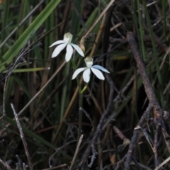 Caladenia moschata (Musky Caps) at Point 4761 - 13 Oct 2023 by Rheardy