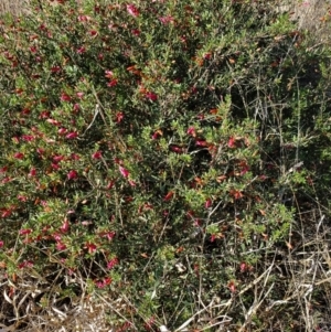 Eremophila maculata at Augathella, QLD - 6 Aug 2023 03:09 PM