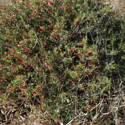 Eremophila maculata (Spotted Emu Bush, Spotted Fuchsia) at Augathella, QLD - 6 Aug 2023 by LyndalT