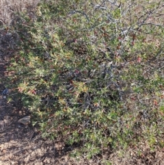 Eremophila maculata at Augathella, QLD - 6 Aug 2023 03:09 PM