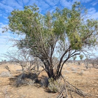 Eremophila bignoniiflora at Eromanga, QLD - 28 Jul 2023 by LyndalT