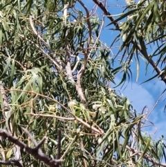 Eremophila bignoniiflora at Eromanga, QLD - 28 Jul 2023