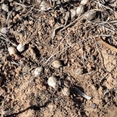 Eremophila bignoniiflora at Eromanga, QLD - 28 Jul 2023