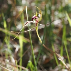 Caladenia atrovespa (Green-comb Spider Orchid) at Black Mountain - 13 Oct 2023 by Rheardy