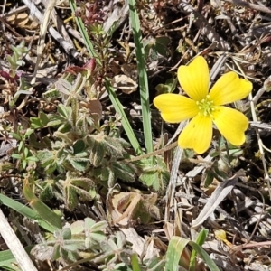 Oxalis sp. at Belconnen, ACT - 12 Oct 2023