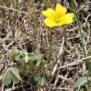 Oxalis sp. at Belconnen, ACT - 12 Oct 2023