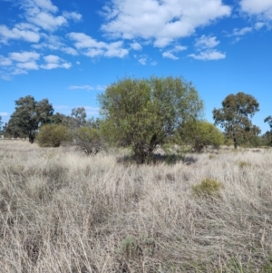 Eremophila bignoniiflora at Mungindi, QLD - 8 Aug 2023